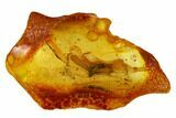 Detailed Fossil Caddisfly (Trichoptera) In Baltic Amber #173660-3